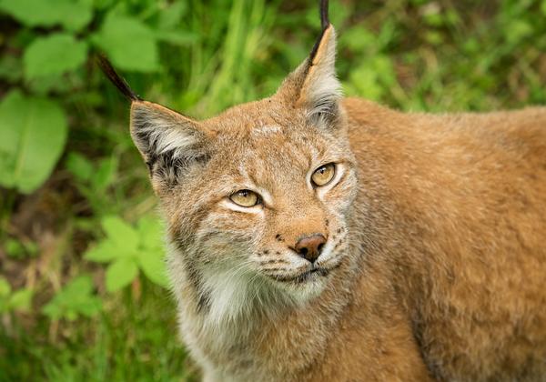 Wildpark-Schwarze-Berge_06.06.2015