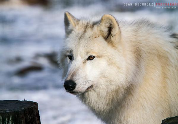 Wisentgehege-Springe_04.02.2014