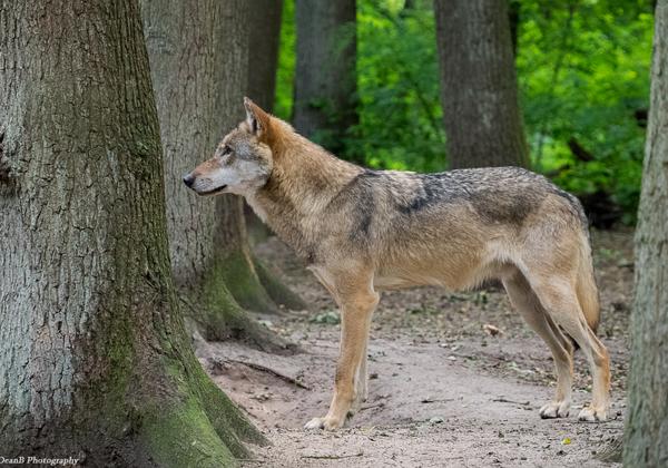 Wolfcenter-Doerverden_24.08.2014