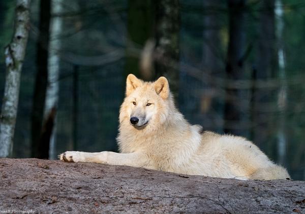 Wolfcenter-Doerverden_28.12.2014