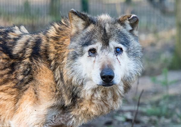Wolfcenter-Doerverden_08.03.2015