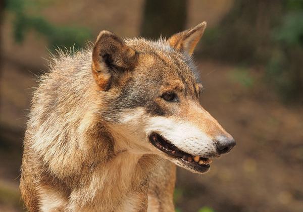 Wolfcenter-Doerverden_24.07.2015