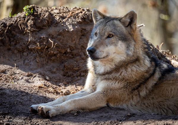 Wolfcenter-Doerverden_29.03.2021