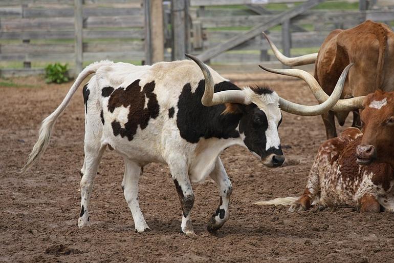 053_Stockyards_National