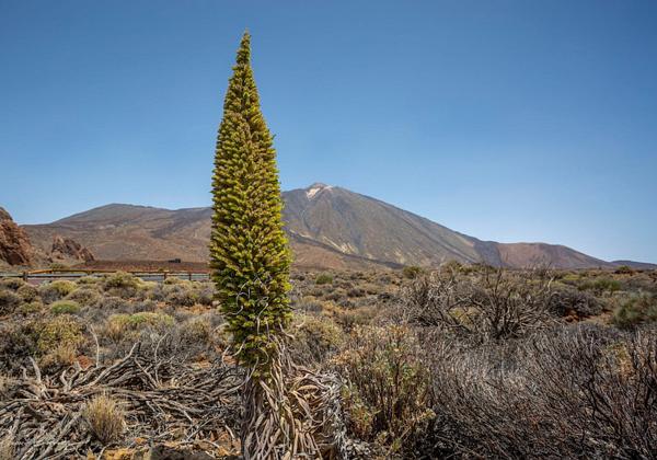 Teide