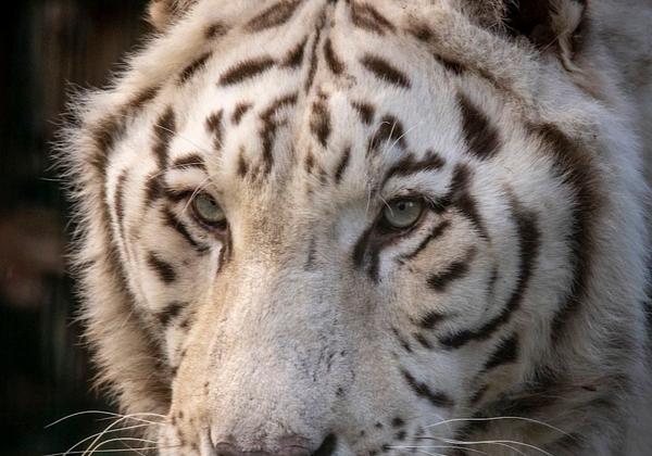 Zoo-Aschersleben_25.12.2020