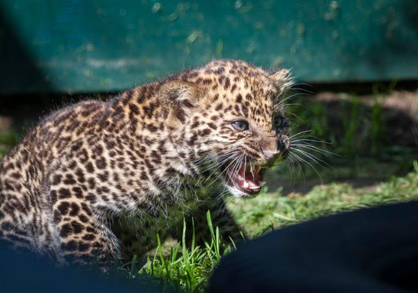 Olmense-Zoo_25.05.2017