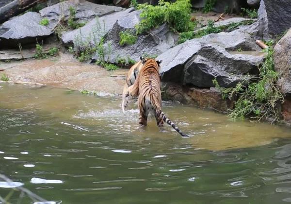 Zoo-Videos