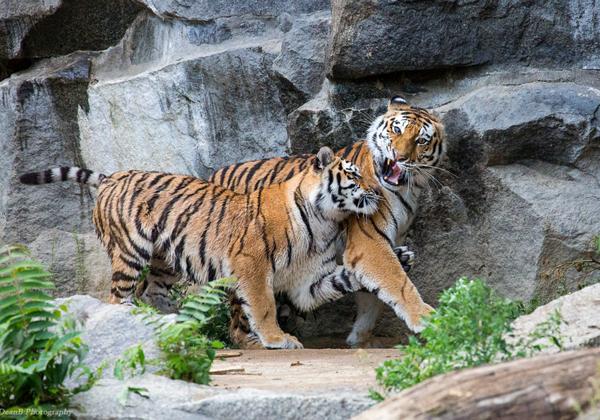 Zoo-Berlin+Tierpark+Aquarium_29-30.07.2016