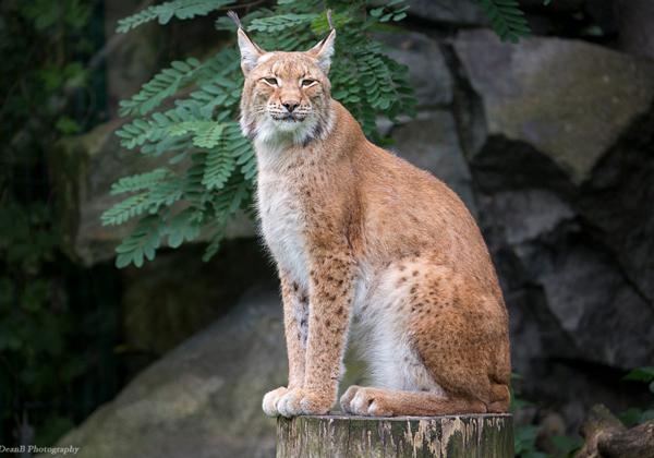 Zoo-Berlin-Tierpark_06.08.2016
