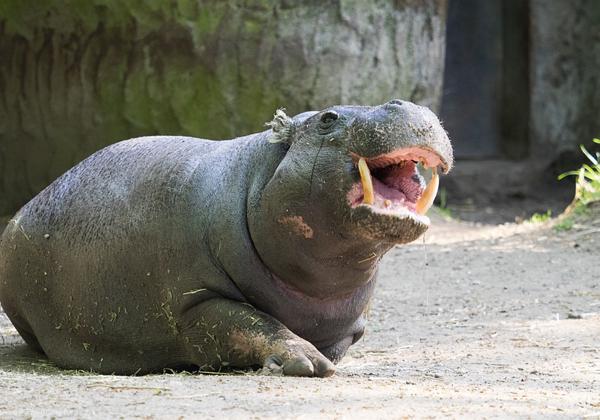 Burgers-Zoo_24.05.2015