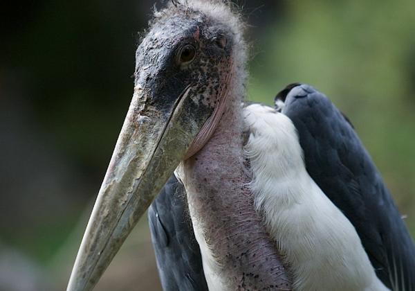 Zoo-Duisburg_04.08.2012
