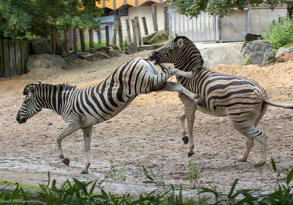 Zoo-Duisburg_02.07.2016
