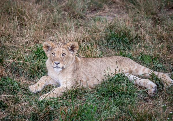 Zoo-Emmen_06.07.2019