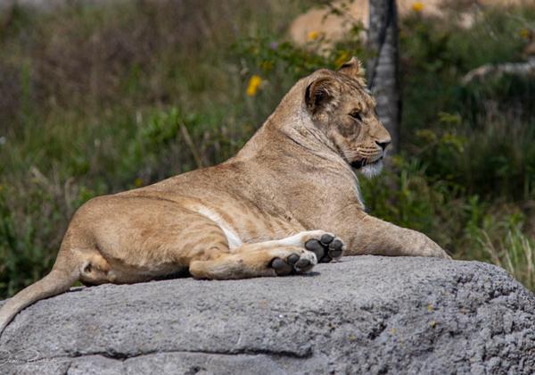 Zoo-Emmen_18.07.2020
