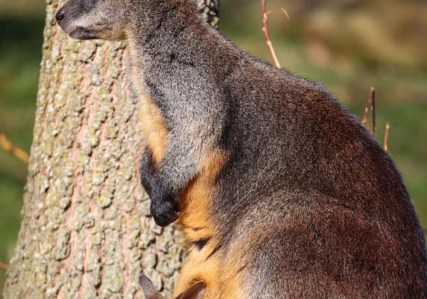 Zoo-Emmen_26.02.2022