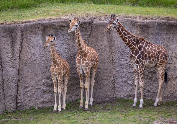Zoo-Emmen_28.05.2022
