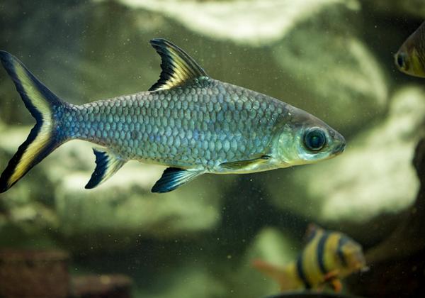 Aquarium-Erfurt