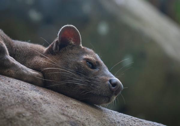 Zoo-Frankfurt_16.04.2017