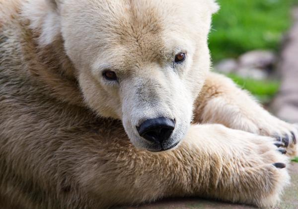 Zoo-Gelsenkirchen_22.10.2016