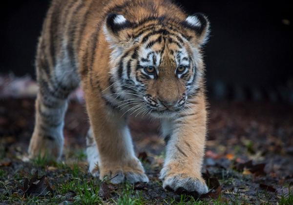 Zoo-Hagenbeck_18.11.2017