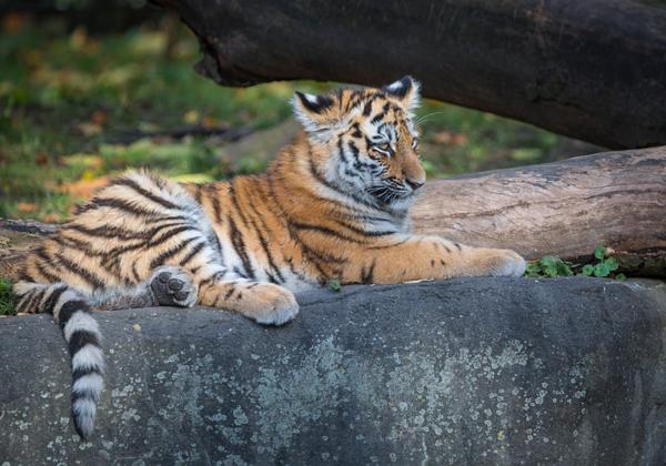 Zoo-Hagenbeck_29.10.2017