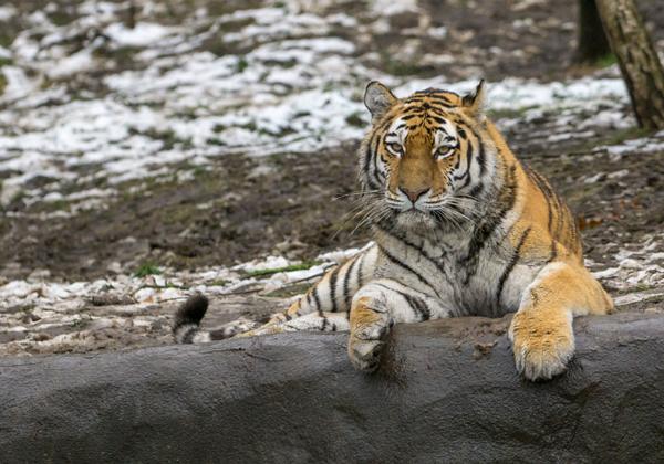 Zoo-Hagenbeck_19.01.2018