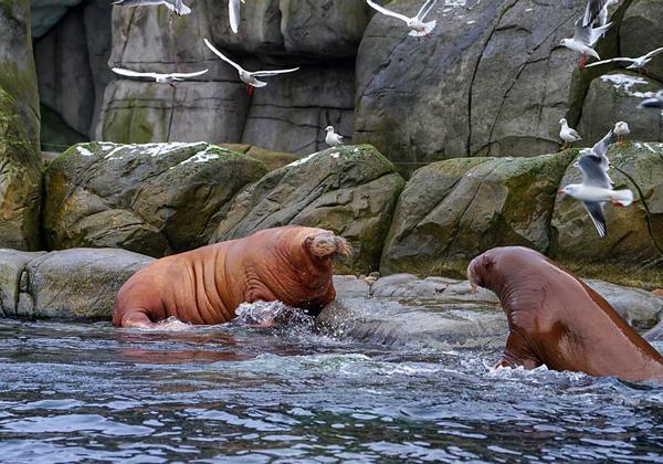 Zoo-Hagenbeck_20.01.2018