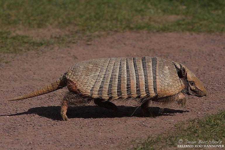Erlebnis-Zoo_Hannover_001