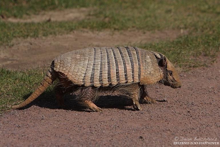 Erlebnis-Zoo_Hannover_002