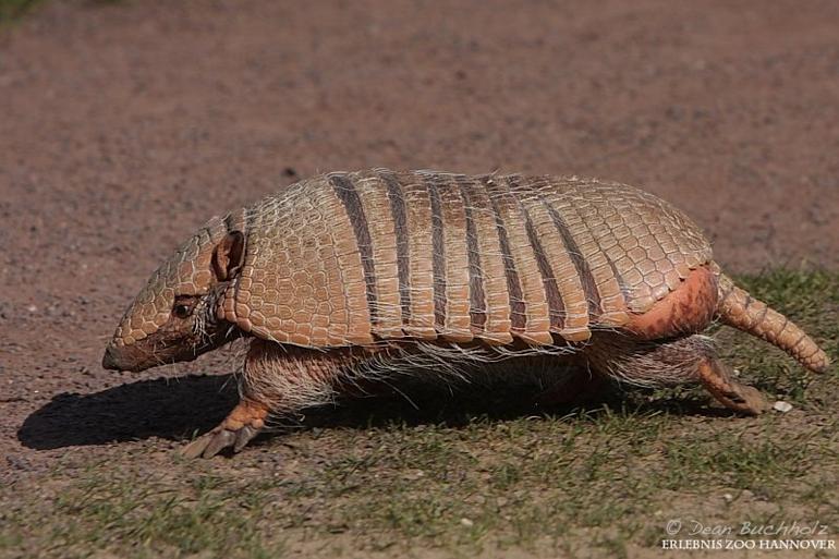 Erlebnis-Zoo_Hannover_003