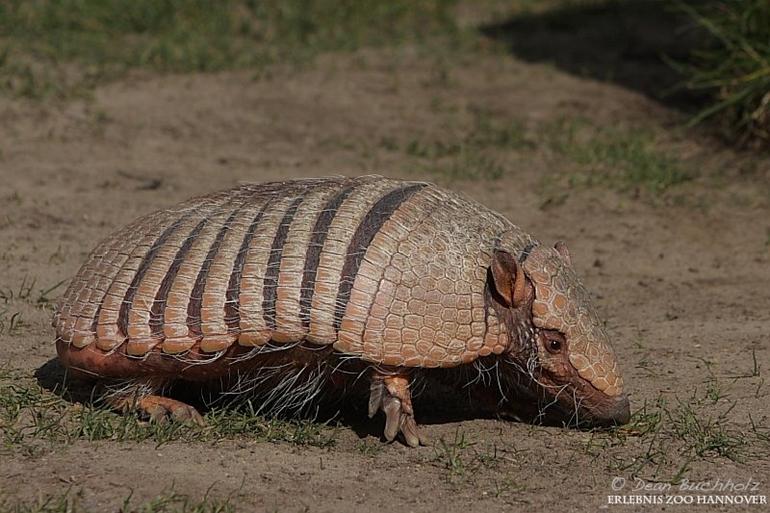 Erlebnis-Zoo_Hannover_005
