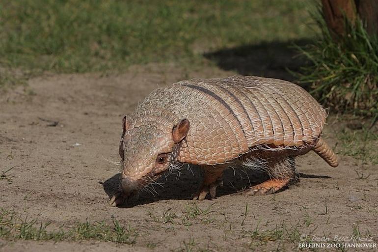 Erlebnis-Zoo_Hannover_006