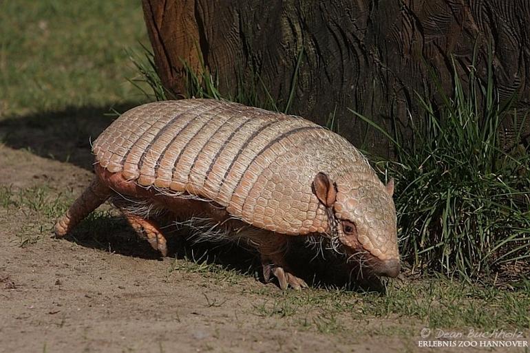 Erlebnis-Zoo_Hannover_007