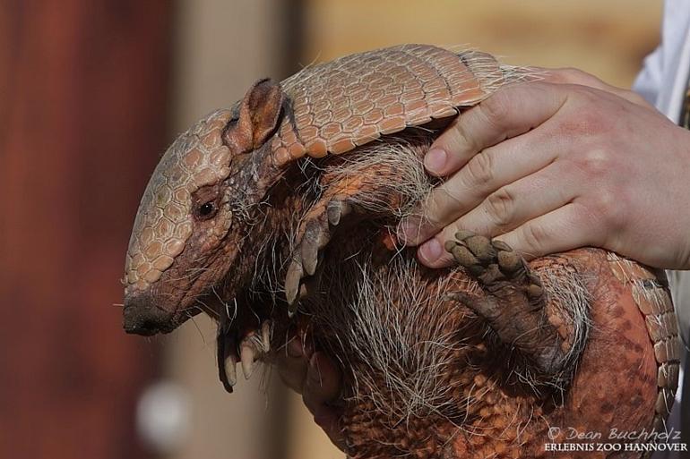 Erlebnis-Zoo_Hannover_012