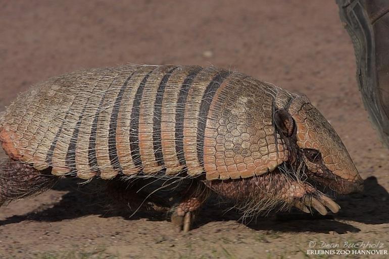 Erlebnis-Zoo_Hannover_014