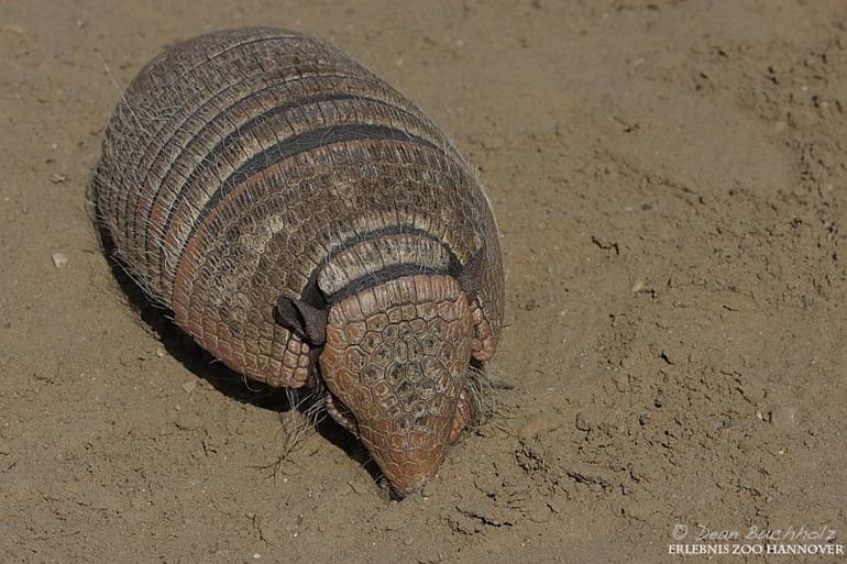 Erlebnis-Zoo_Hannover_017