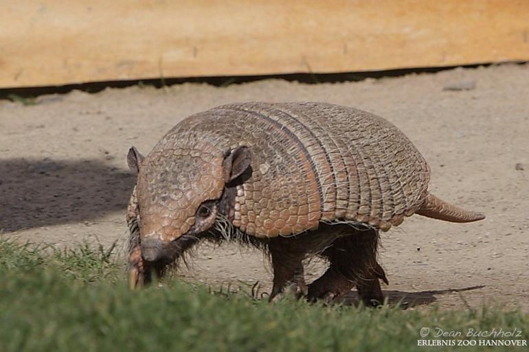 Erlebnis-Zoo_Hannover_019