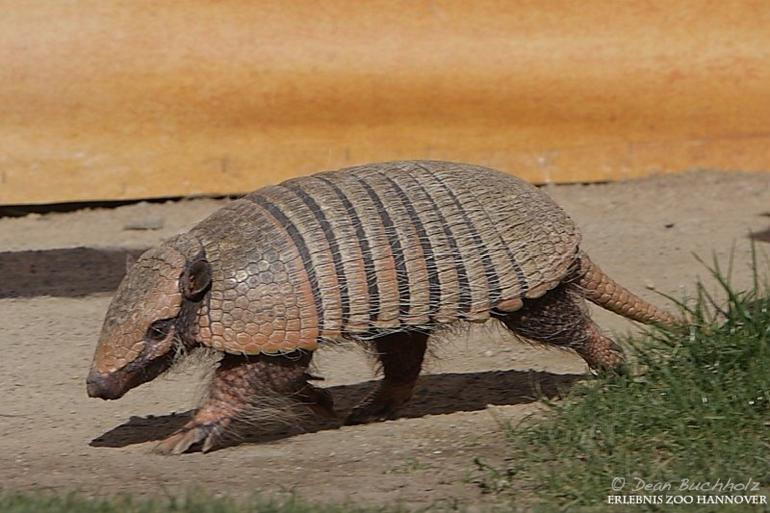 Erlebnis-Zoo_Hannover_021