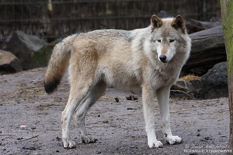 Erlebnis-Zoo_Hannover_01