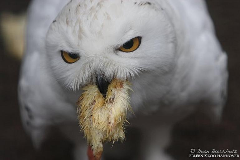 Erlebnis-Zoo_Hannover_02