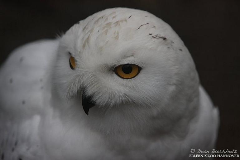 Erlebnis-Zoo_Hannover_03