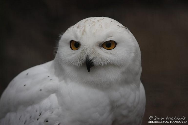 Erlebnis-Zoo_Hannover_04