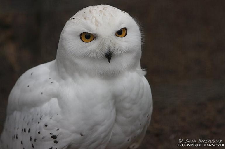 Erlebnis-Zoo_Hannover_05