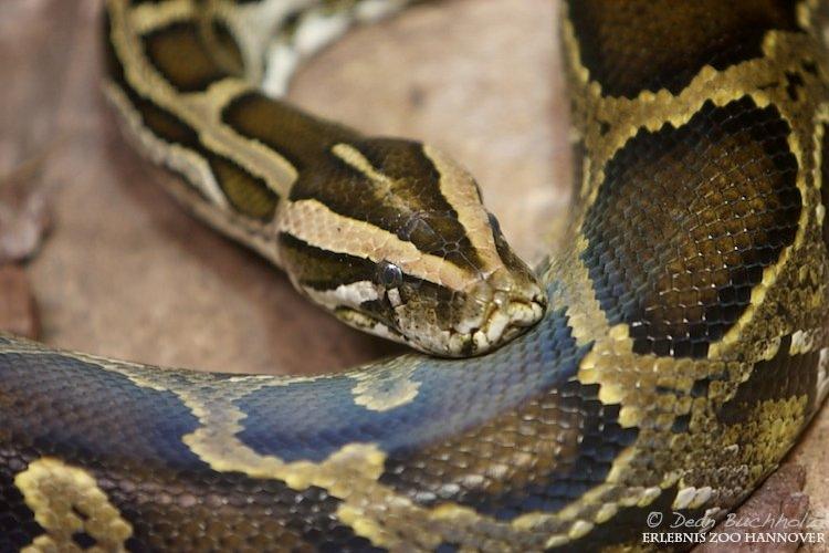 Erlebnis-Zoo_Hannover_07