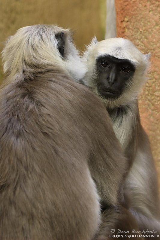 Erlebnis-Zoo_Hannover_08
