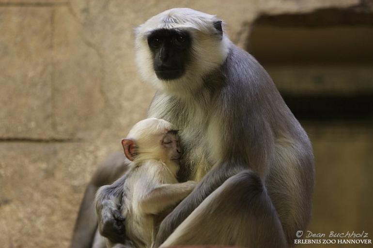 Erlebnis-Zoo_Hannover_09