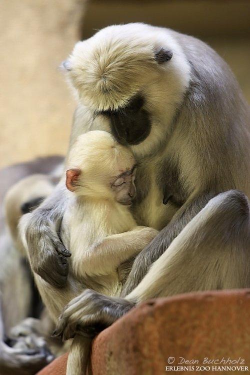 Erlebnis-Zoo_Hannover_11