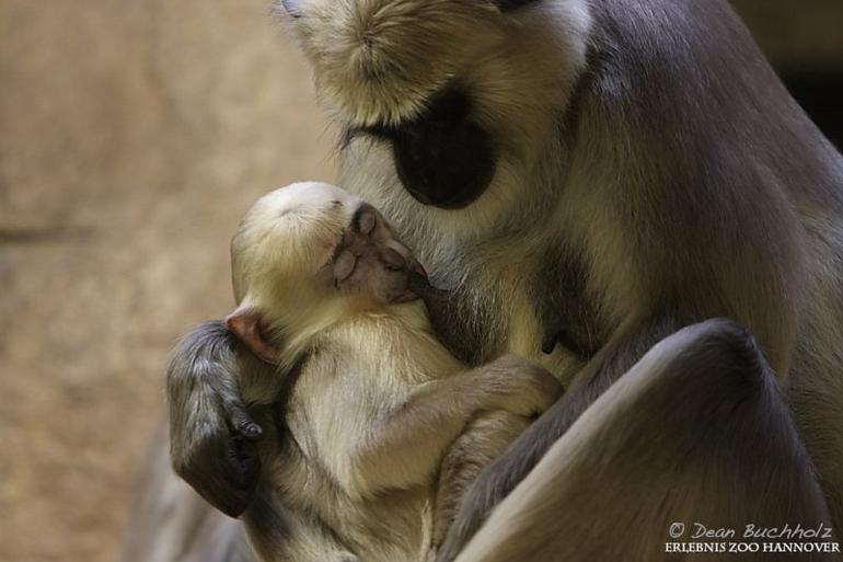 Erlebnis-Zoo_Hannover_12