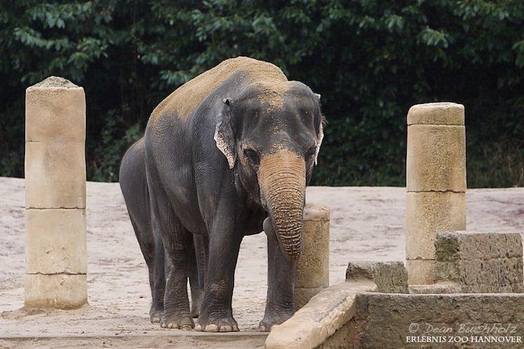 Erlebnis-Zoo_Hannover_13